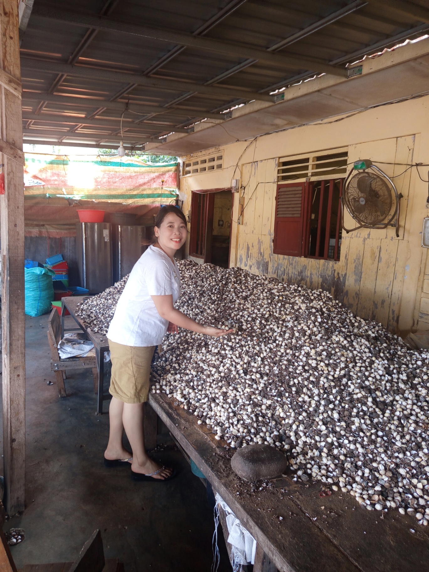 Whole Candlenut