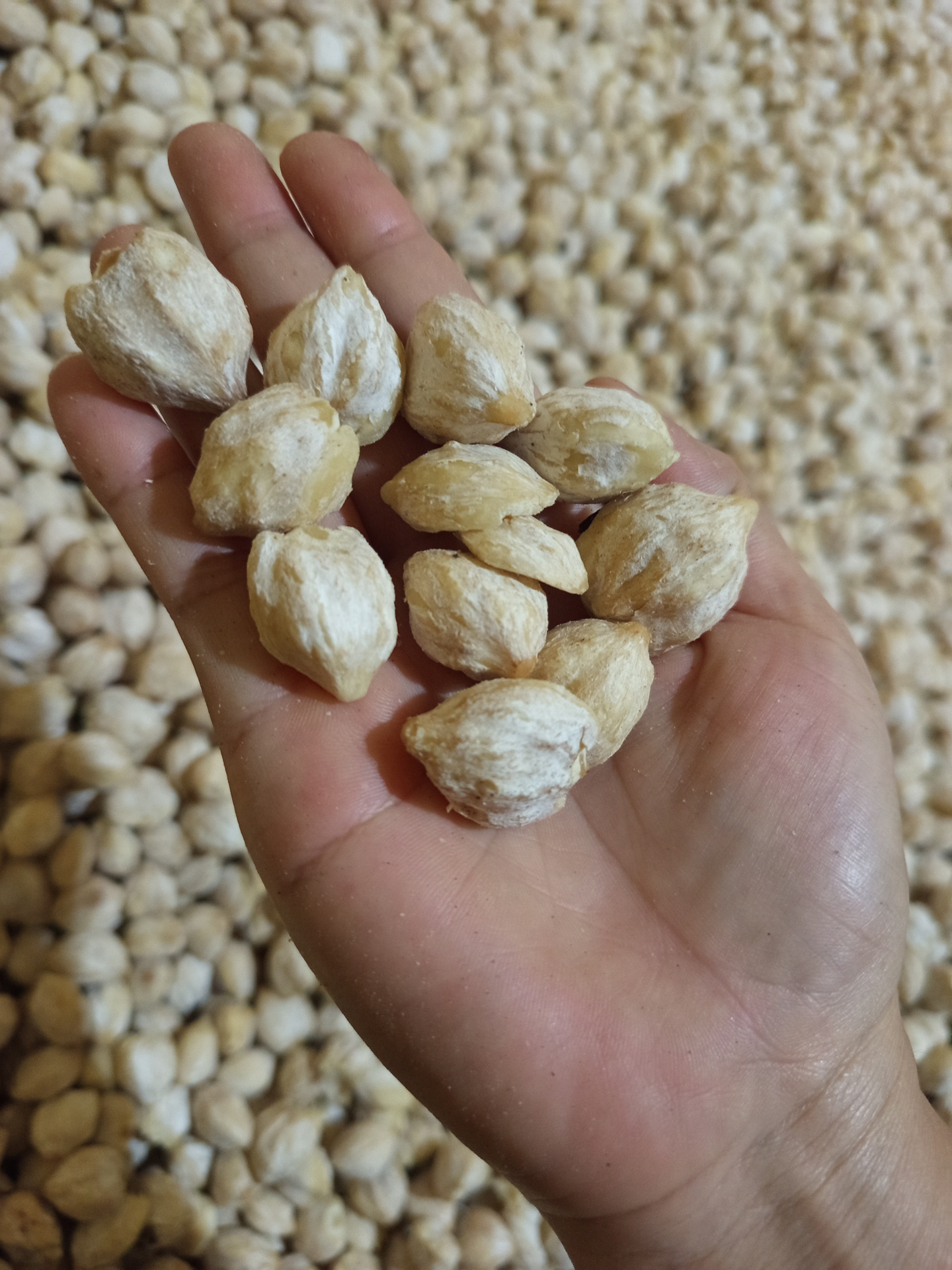 Hand holding ivory-white Grade A candlenut kernels over a pile