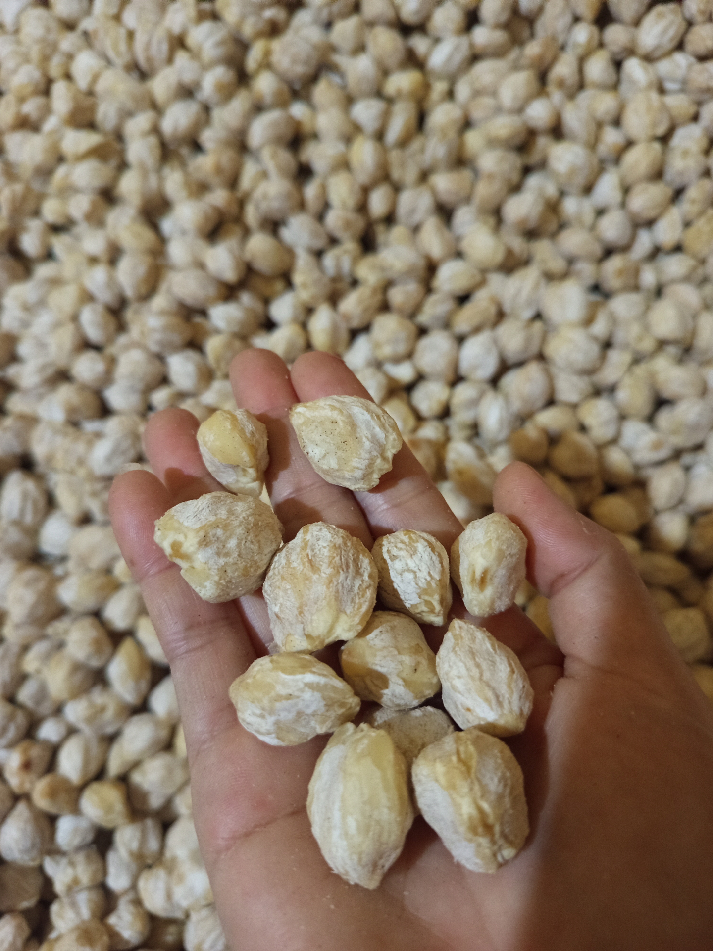 Premium Indonesian Candlenut